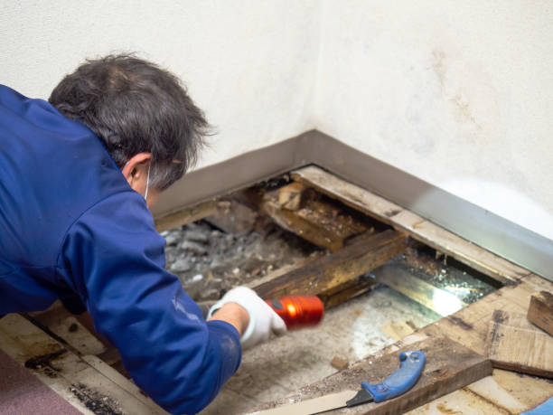 Best Mold Testing  in Lockport, IL
