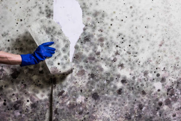 Best Attic Mold Removal  in Lockport, IL